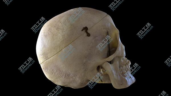 images/goods_img/20210312/Human Skull(1) 3D/4.jpg
